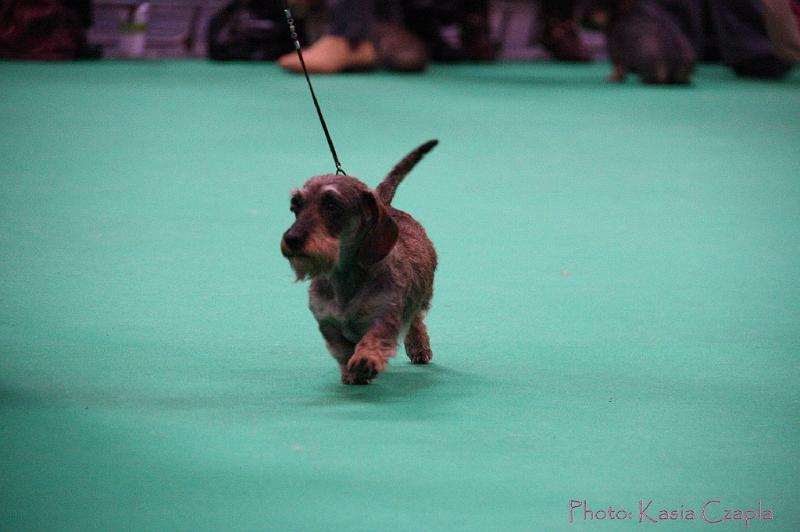 Crufts2011_2 1513.jpg